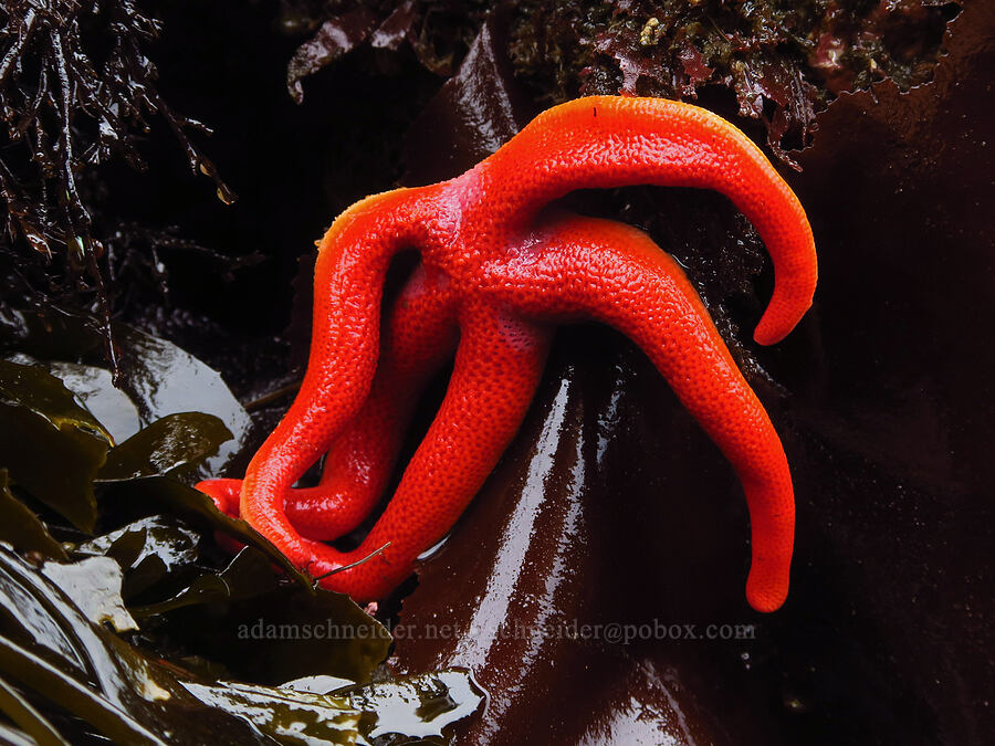 Pacific blood star (Henricia leviuscula) [Boiler Bay Marine Research Area, Lincoln County, Oregon]