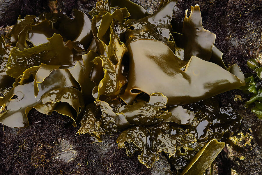 sea-cabbage kelp (Hedophyllum sessile (Saccharina sessilis)) [Boiler Bay Marine Research Area, Lincoln County, Oregon]