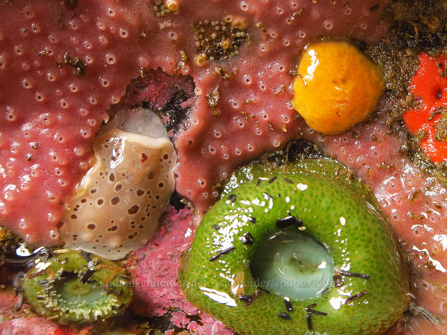 spotted leopard dorid nudibranch, sea anemones, and an orange blob (and pink encrusting sponge) (Diaulula odonoghuei (Doris odonoghuei), Anthopleura xanthogrammica, Haliclona sp.) [Boiler Bay Marine Research Area, Lincoln County, Oregon]