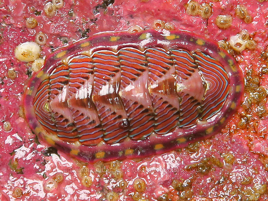 lined chiton (Tonicella lineata) [Boiler Bay Marine Research Area, Lincoln County, Oregon]