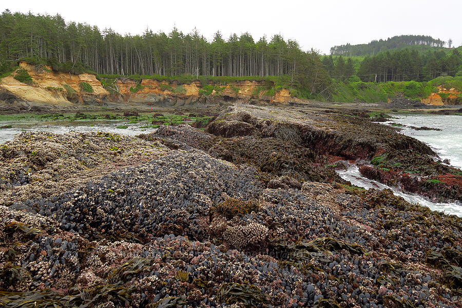 Boiler Bay [Boiler Bay Marine Research Area, Lincoln County, Oregon]