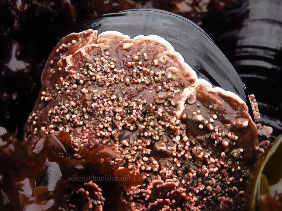 coralline algae on a mussel (Lithothamnion sp., Mytilus trossulus (Mytilus edulis)) [Boiler Bay Marine Research Area, Lincoln County, Oregon]
