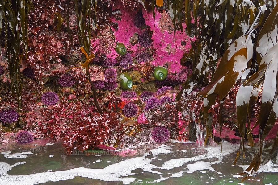 tidepool critters [Boiler Bay Marine Research Area, Lincoln County, Oregon]