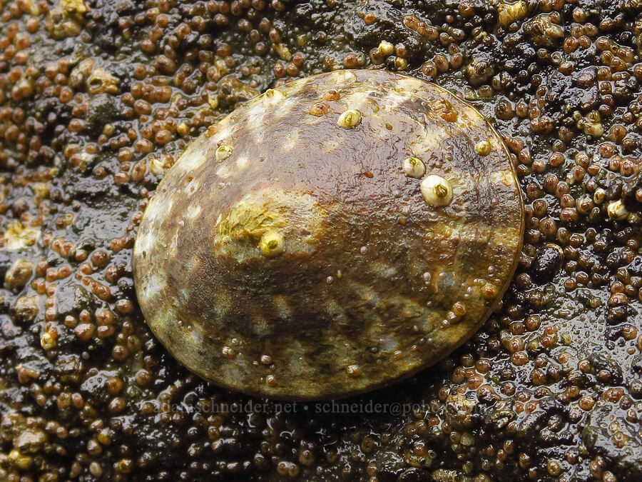 plate limpet (and tiny barnacles) (Lottia scutum) [Boiler Bay Marine Research Area, Lincoln County, Oregon]