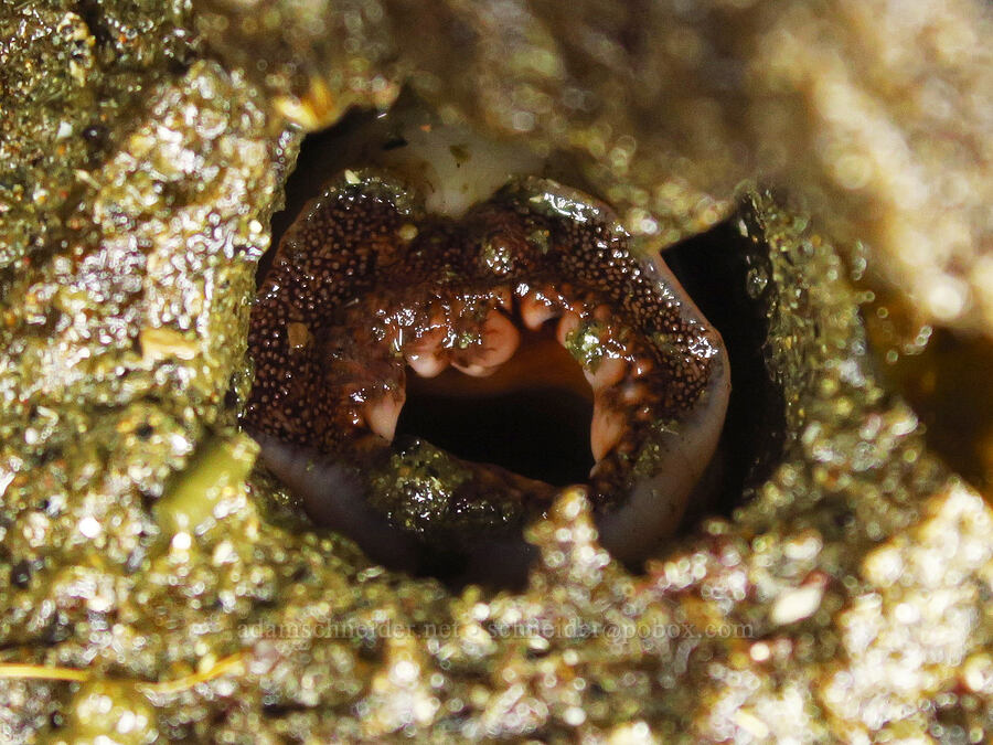 scale-sided piddock clam (Parapholas californica) [Boiler Bay Marine Research Area, Lincoln County, Oregon]