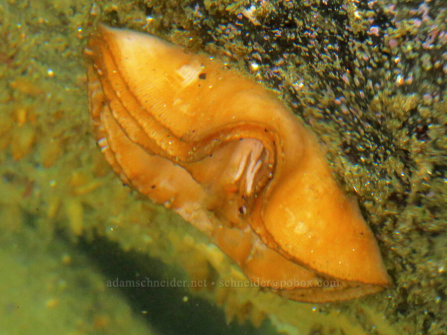 nudibranch eggs [Boiler Bay Marine Research Area, Lincoln County, Oregon]
