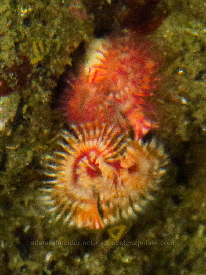 calcareous tubeworm (Serpula columbiana) [Boiler Bay Marine Research Area, Lincoln County, Oregon]