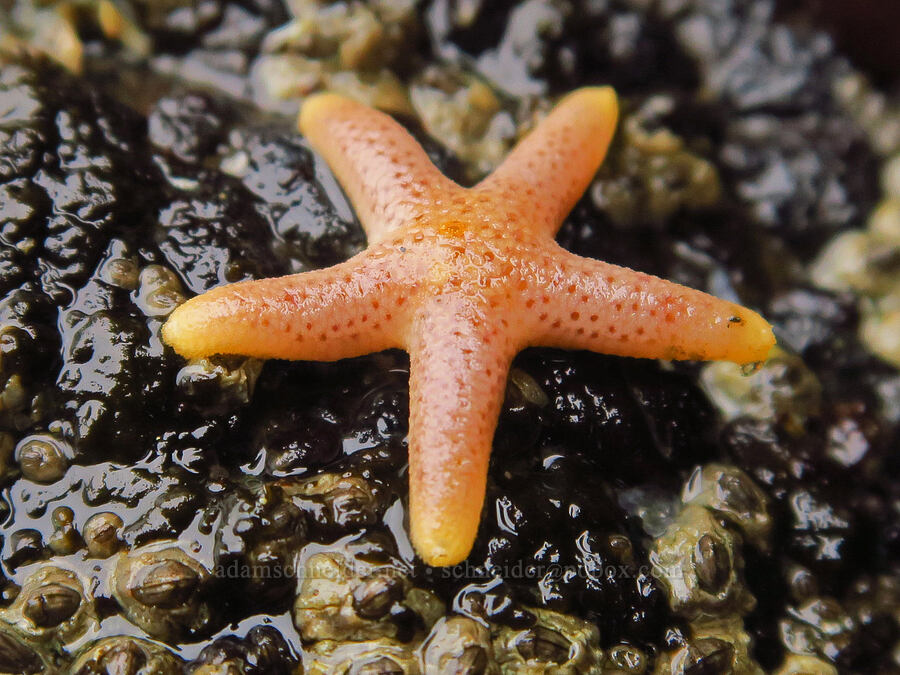 dwarf mottled sea star (Henricia pumila) [Boiler Bay Marine Research Area, Lincoln County, Oregon]