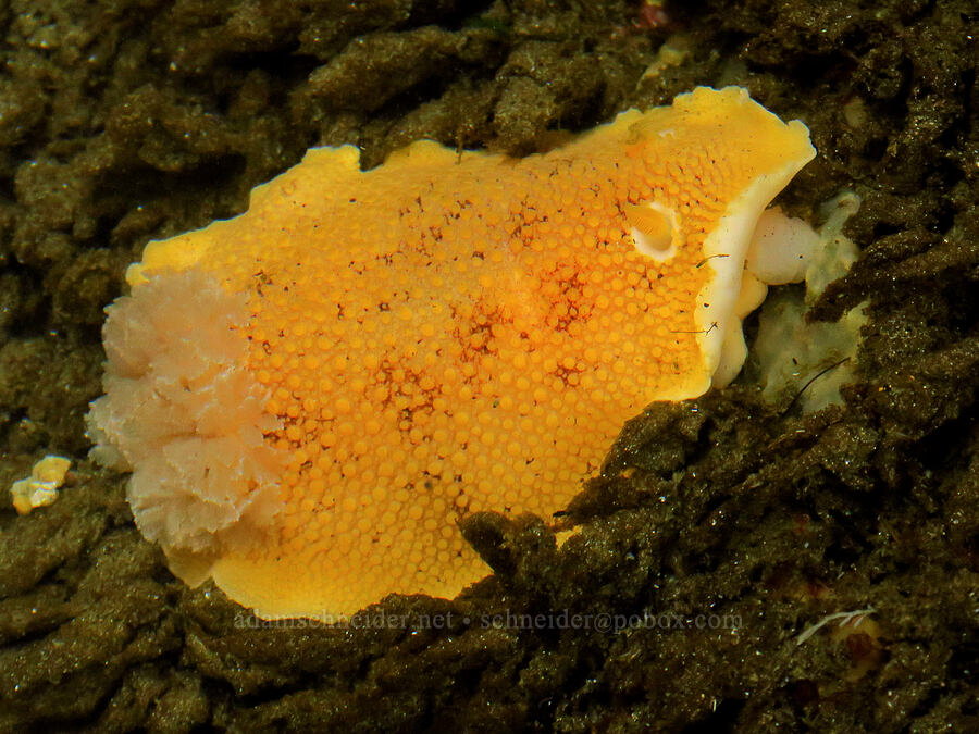 sea-lemon nudibranch (Peltodoris nobilis (Anisodoris nobillis)) [Boiler Bay Marine Research Area, Lincoln County, Oregon]