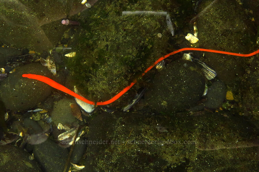 red-orange ribbon worm (Tubulanus ruber) [Boiler Bay Marine Research Area, Lincoln County, Oregon]