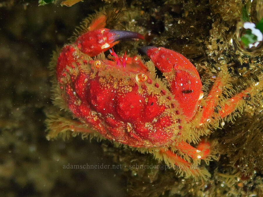 pygmy rock crab (Glebocarcinus oregonensis) [Boiler Bay Marine Research Area, Lincoln County, Oregon]