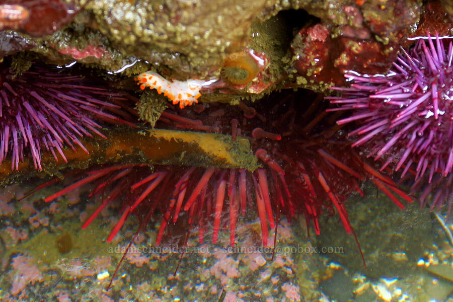 clown dorid nudibranch & sea urchins (Triopha catalinae, Strongylocentrotus spp.) [Boiler Bay Marine Research Area, Lincoln County, Oregon]