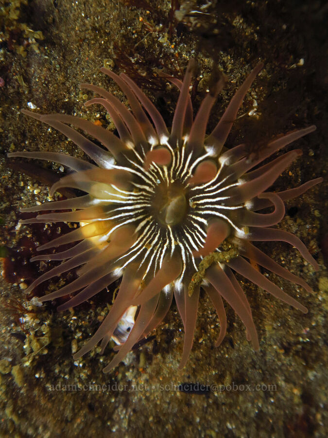 warty columned sea anemone (Aulactinia incubans) [Boiler Bay Marine Research Area, Lincoln County, Oregon]
