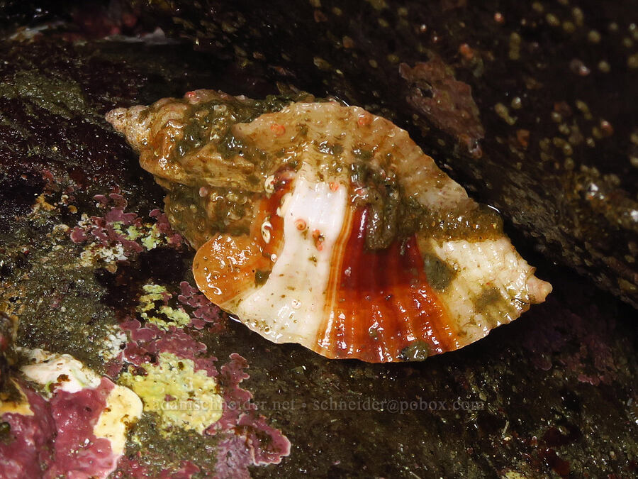 leafy hornmouth snail (Ceratostoma foliatum) [Boiler Bay Marine Research Area, Lincoln County, Oregon]