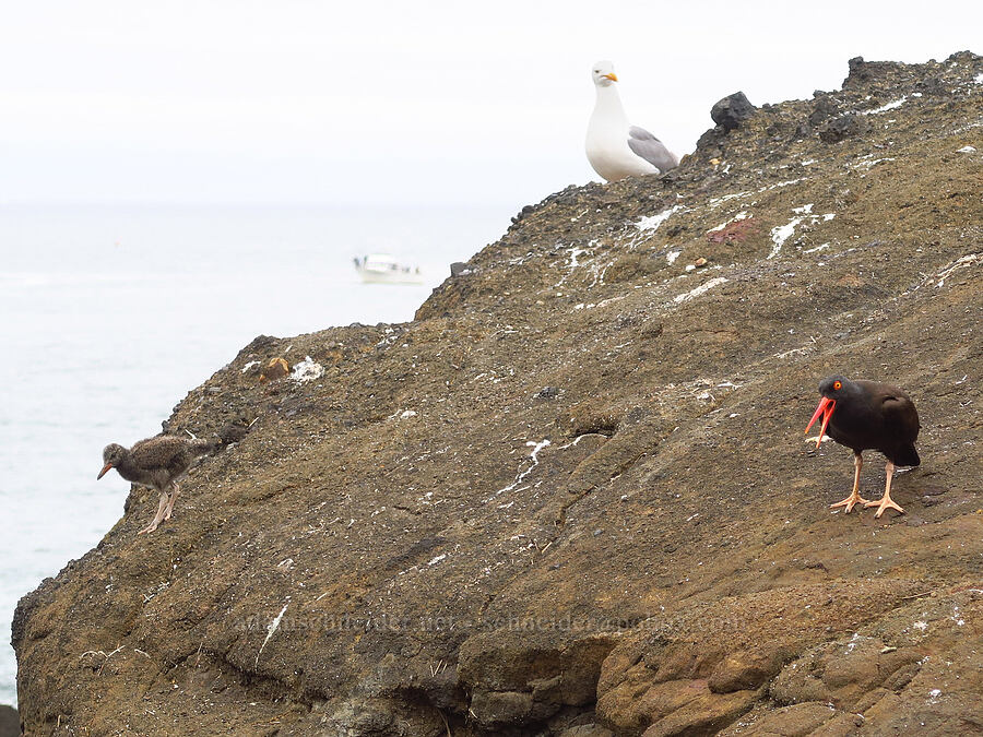 oystercatcher adult & baby (and a seagull) (Haematopus bachmani, Larus occidentalis) [Boiler Bay Marine Research Area, Lincoln County, Oregon]
