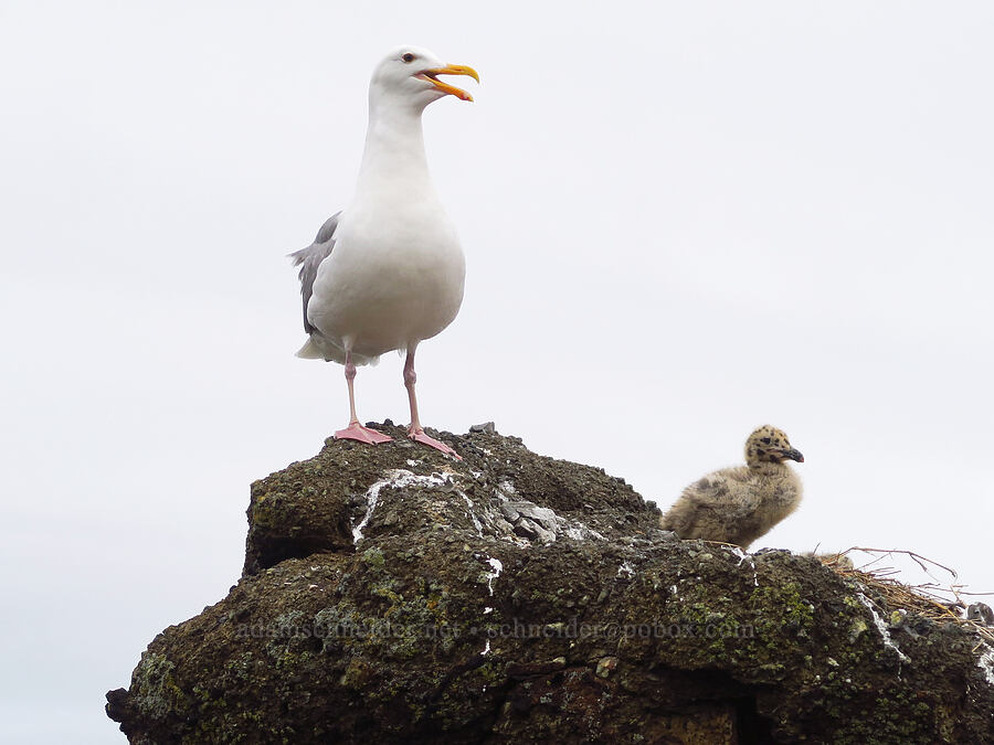 adult & juvenile western gull (Larus occidentalis) [Boiler Bay Marine Research Area, Lincoln County, Oregon]