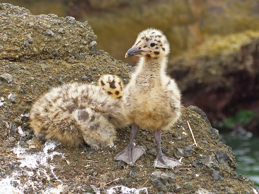 young western gulls (Larus occidentalis) [Boiler Bay Marine Research Area, Lincoln County, Oregon]