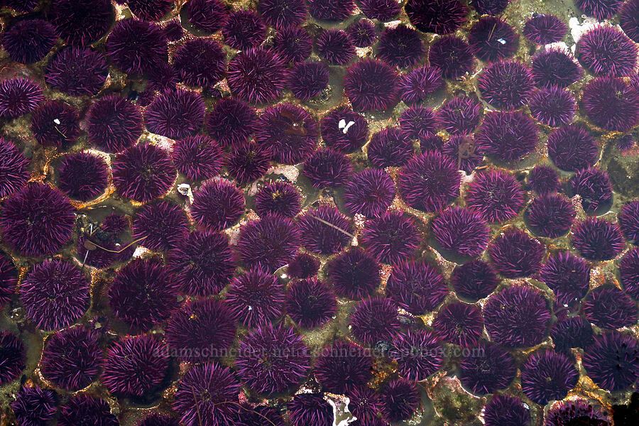purple sea urchins (Strongylocentrotus purpuratus) [Boiler Bay Marine Research Area, Lincoln County, Oregon]