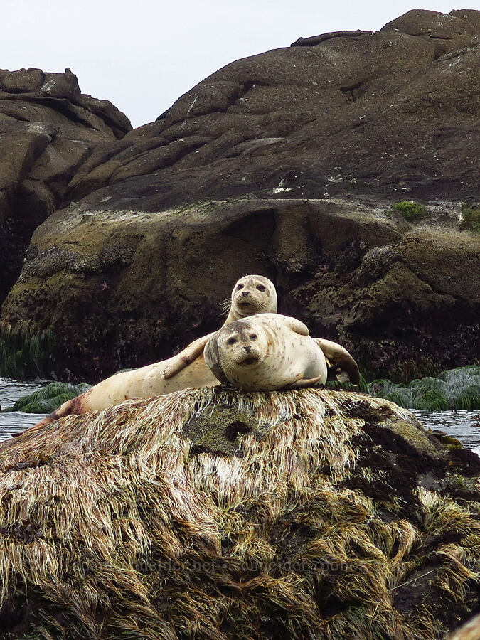 harbor seals (Phoca vitulina) [Boiler Bay Marine Research Area, Lincoln County, Oregon]