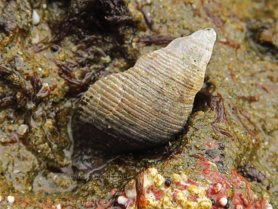 dire whelk (Lirabuccinum dirum) [Boiler Bay Marine Research Area, Lincoln County, Oregon]