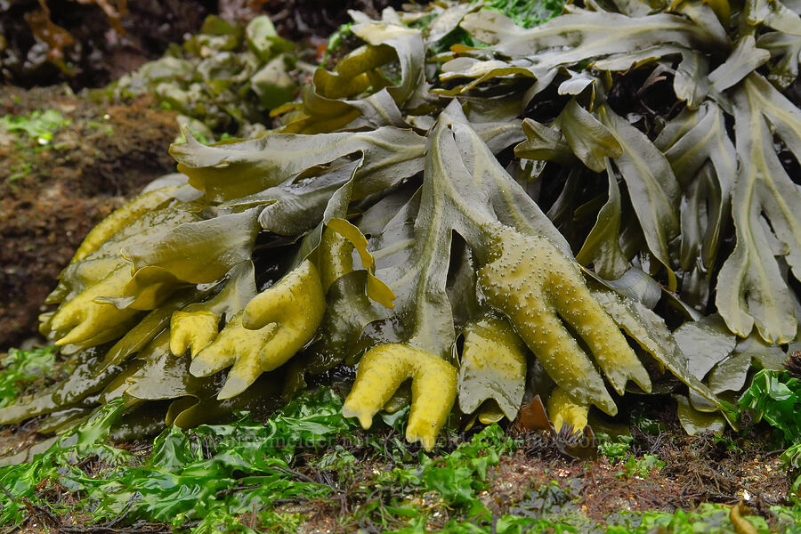 bladder wrack (Fucus distichus) [Boiler Bay Marine Research Area, Lincoln County, Oregon]