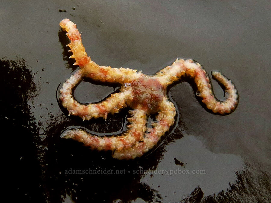 daisy brittle star (Ophiopholis kennerlyi (Ophiopholis aculeata kennerlyi)) [Boiler Bay Marine Research Area, Lincoln County, Oregon]