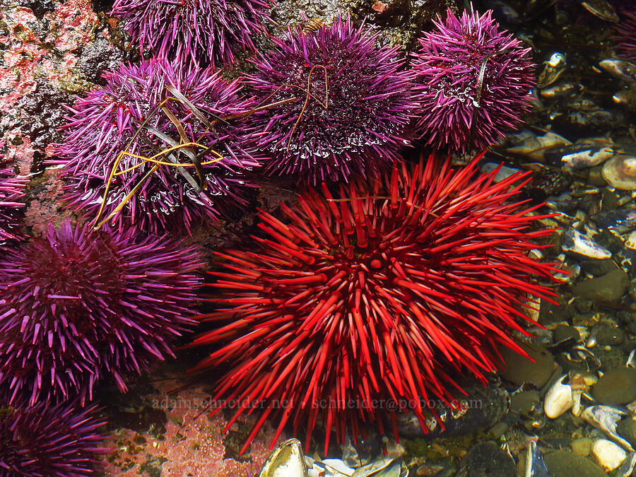 red & purple sea urchins (Strongylocentrotus franciscanus, Strongylocentrotus purpuratus) [Boiler Bay Marine Research Area, Lincoln County, Oregon]