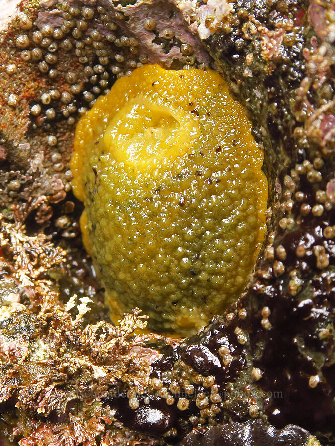 darker Monterey sea-lemon nudibranch (Doris montereyensis (Archidoris montereyensis)) [Boiler Bay Marine Research Area, Lincoln County, Oregon]