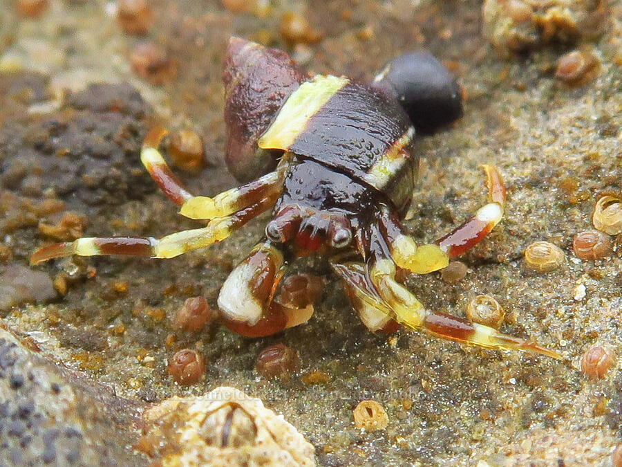 tiny hermit crab (Pagurus hirsutiusculus) [Boiler Bay Marine Research Area, Lincoln County, Oregon]