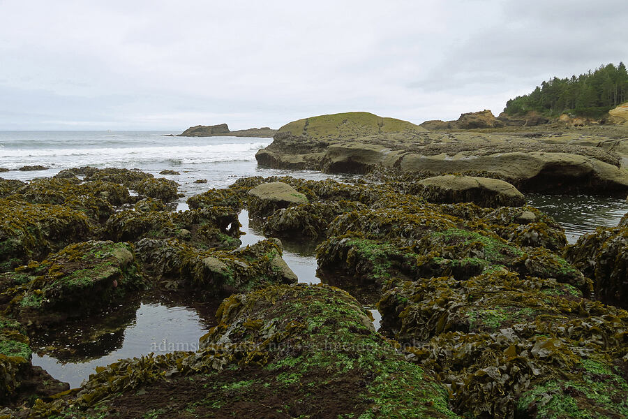 tidepools [Boiler Bay Marine Research Area, Lincoln County, Oregon]