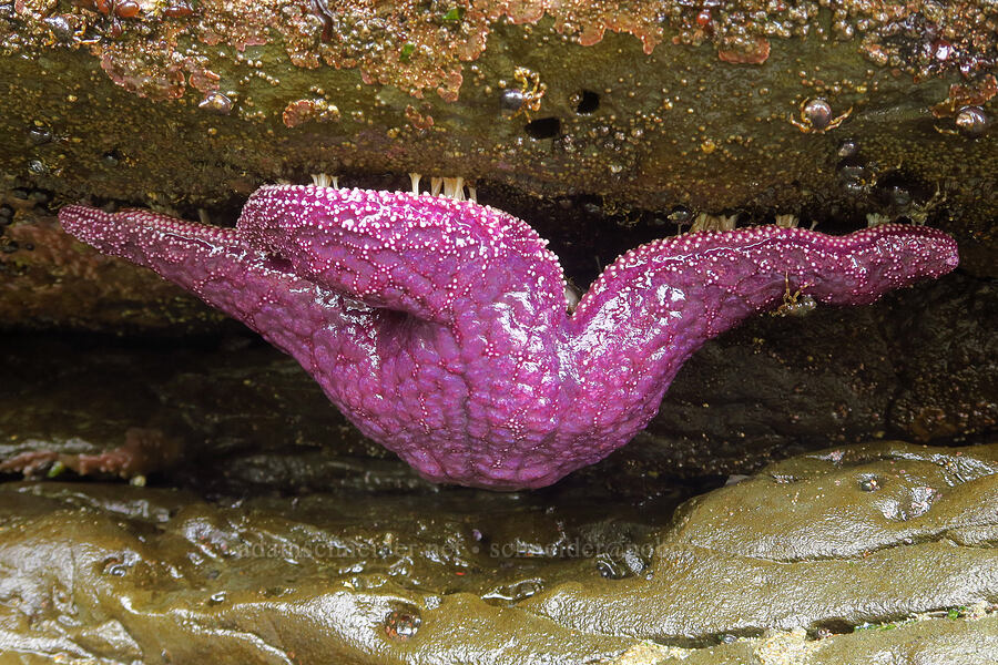 very purple sea star (Pisaster ochraceus) [Boiler Bay Marine Research Area, Lincoln County, Oregon]