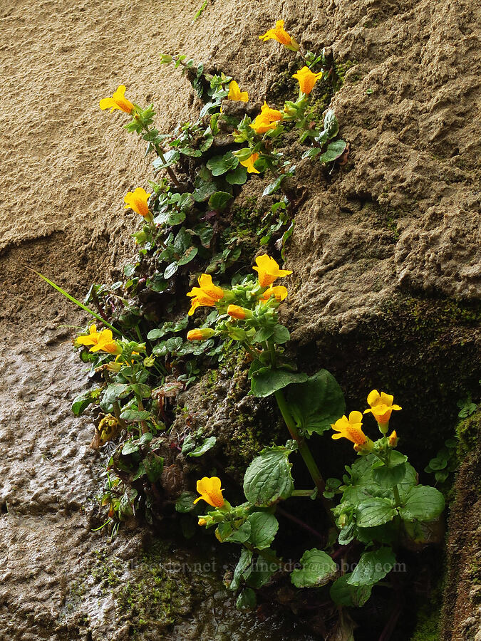 magnificent monkeyflower (Erythranthe grandis (Mimulus grandis)) [Boiler Bay Marine Research Area, Lincoln County, Oregon]