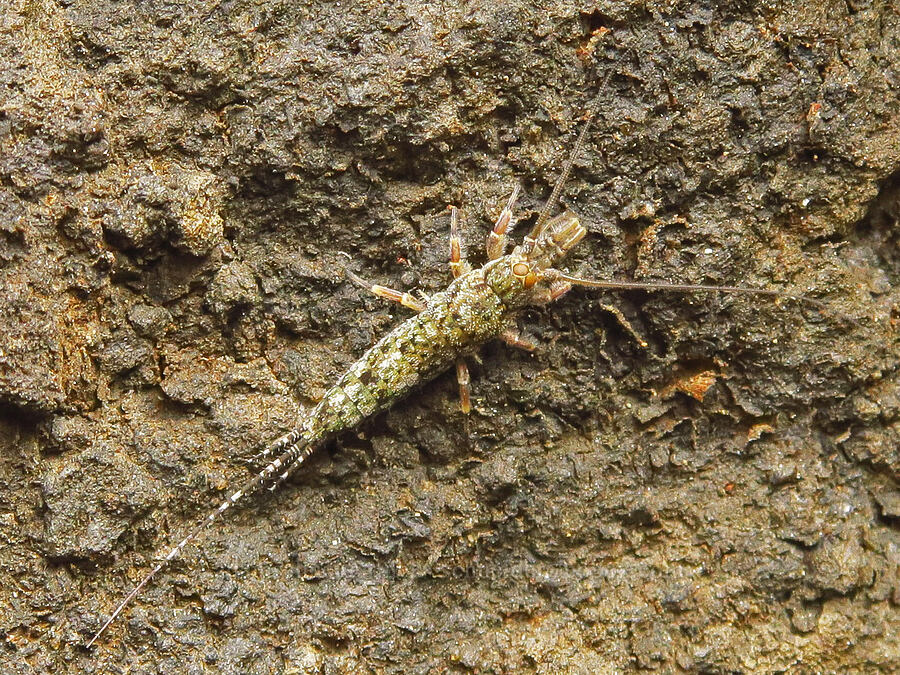 jumping bristletail [Boiler Bay Marine Research Area, Lincoln County, Oregon]