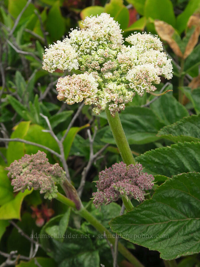 Henderson's angelica (Angelica hendersonii) [Fishing Rock State Recreation Site, Lincoln County, Oregon]