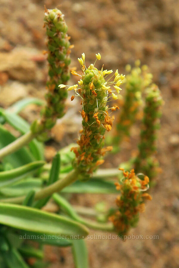 seaside plantain (Plantago maritima (Plantago juncoides)) [Fishing Rock State Recreation Site, Lincoln County, Oregon]