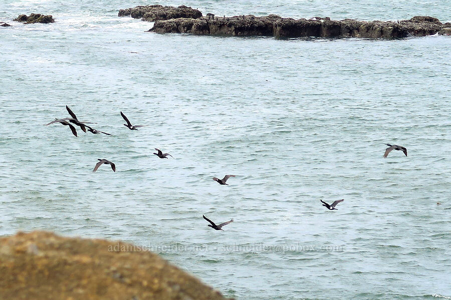 pelagic cormorants (Urile pelagicus (Phalacrocorax pelagicus)) [Fishing Rock State Recreation Site, Lincoln County, Oregon]