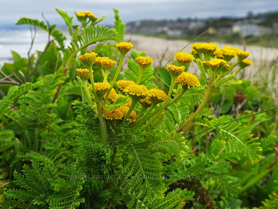 dune tansy (Tanacetum bipinnatum (Tanacetum camphoratum)) [Fishing Rock State Recreation Site, Lincoln County, Oregon]