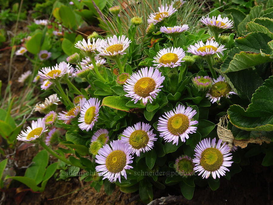 seaside fleabane/daisy (Erigeron glaucus) [Fishing Rock State Recreation Site, Lincoln County, Oregon]