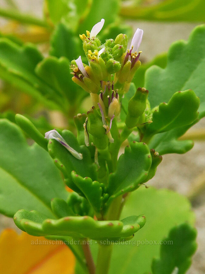 American sea-rocket (Cakile edentula) [Lincoln Beach, Lincoln County, Oregon]