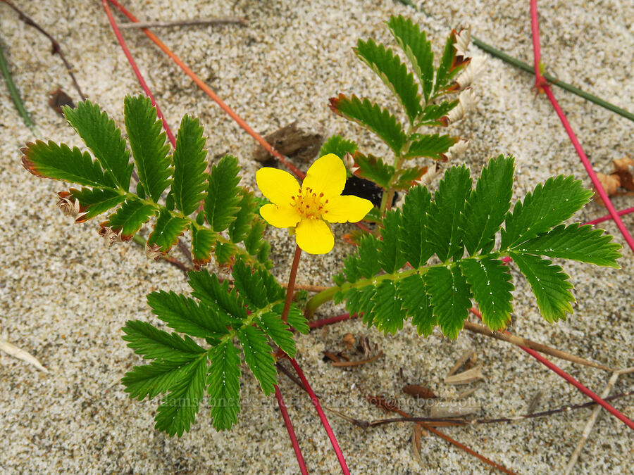 silverweed cinquefoil (Potentilla anserina ssp. pacifica (Argentina pacifica)) [Lincoln Beach, Lincoln County, Oregon]