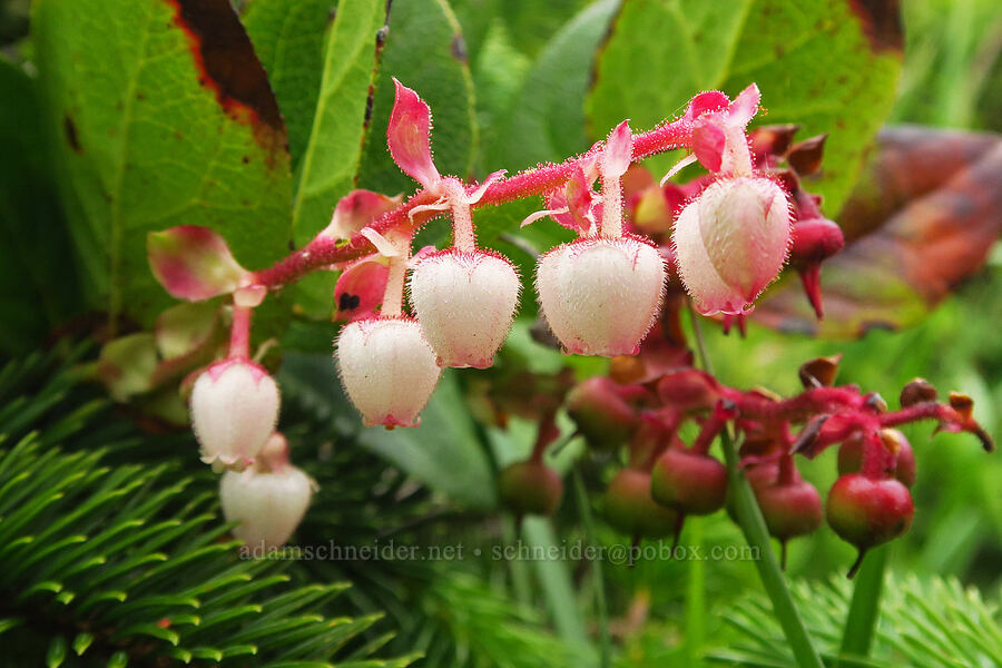 salal flowers (Gaultheria shallon) [Fishing Rock State Recreation Site, Lincoln County, Oregon]
