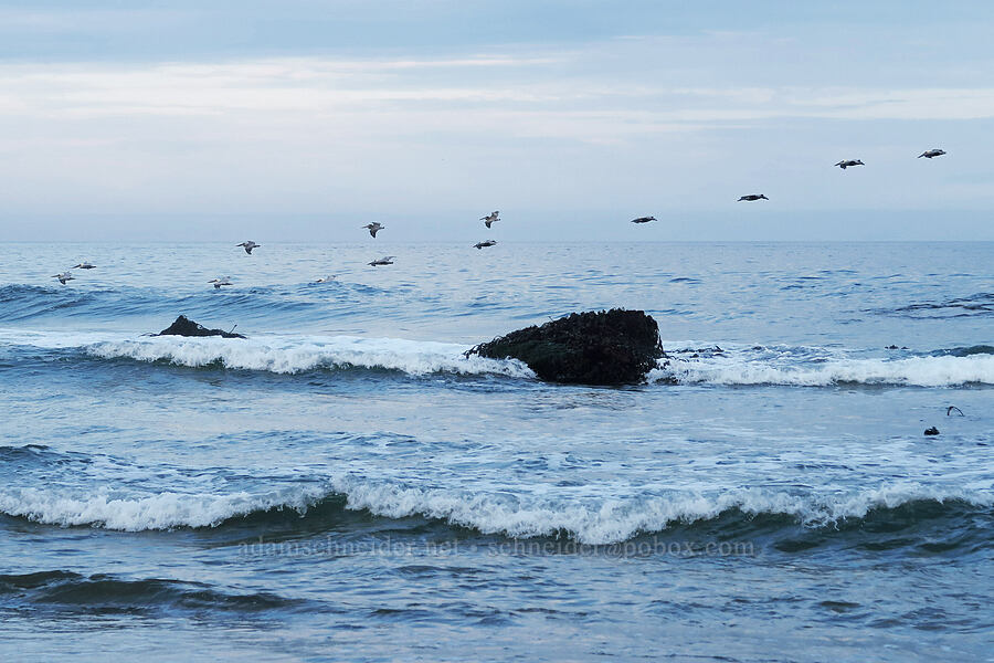 brown pelicans (Pelecanus occidentalis) [Road's End Beach, Lincoln City, Lincoln County, Oregon]