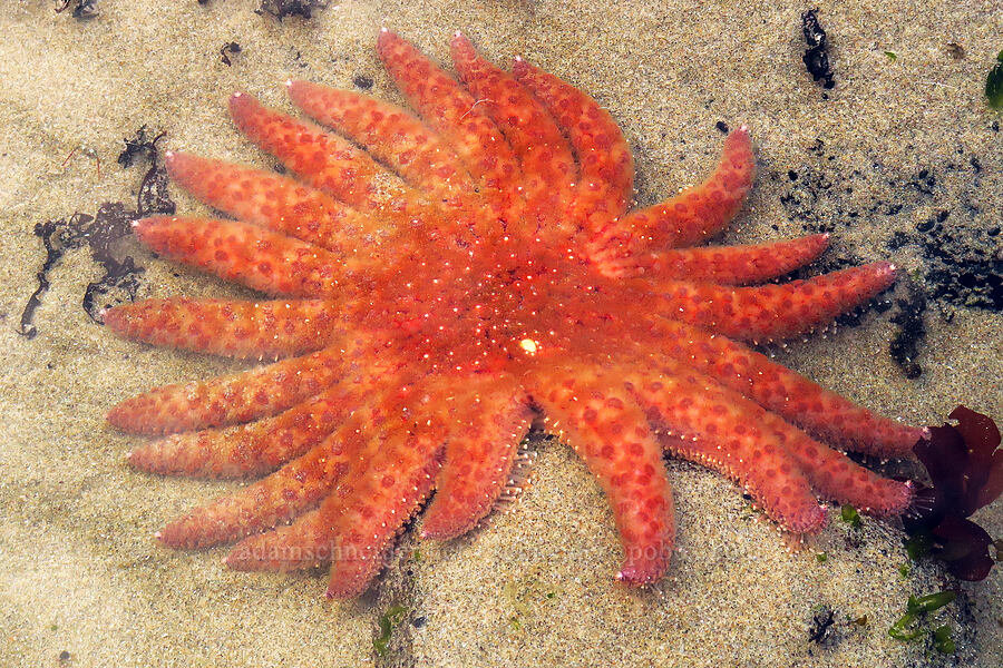 sunflower sea star (Pycnopodia helianthoides) [Agate Cove, Lincoln City, Lincoln County, Oregon]