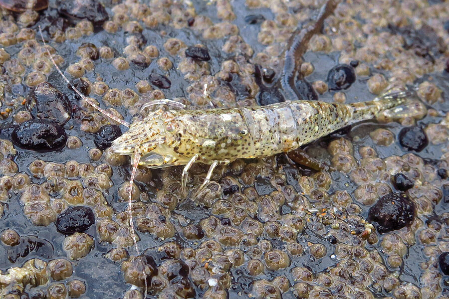 smooth bay shrimp (Lissocrangon stylirostris) [Agate Cove, Lincoln City, Lincoln County, Oregon]