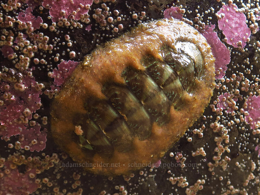 chiton (Mopalia sp.) [Road's End Point, Lincoln City, Lincoln County, Oregon]