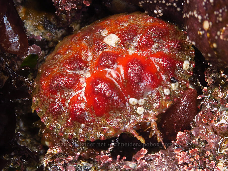 pygmy rock crab (Glebocarcinus oregonensis) [Road's End Point, Lincoln City, Lincoln County, Oregon]