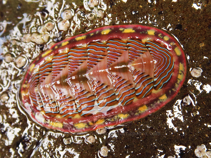 lined chiton (Tonicella lineata) [Road's End Point, Lincoln City, Lincoln County, Oregon]