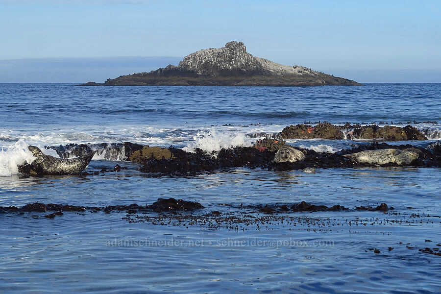 harbor seals & Rock Island (Phoca vitulina) [Road's End Point, Lincoln City, Lincoln County, Oregon]