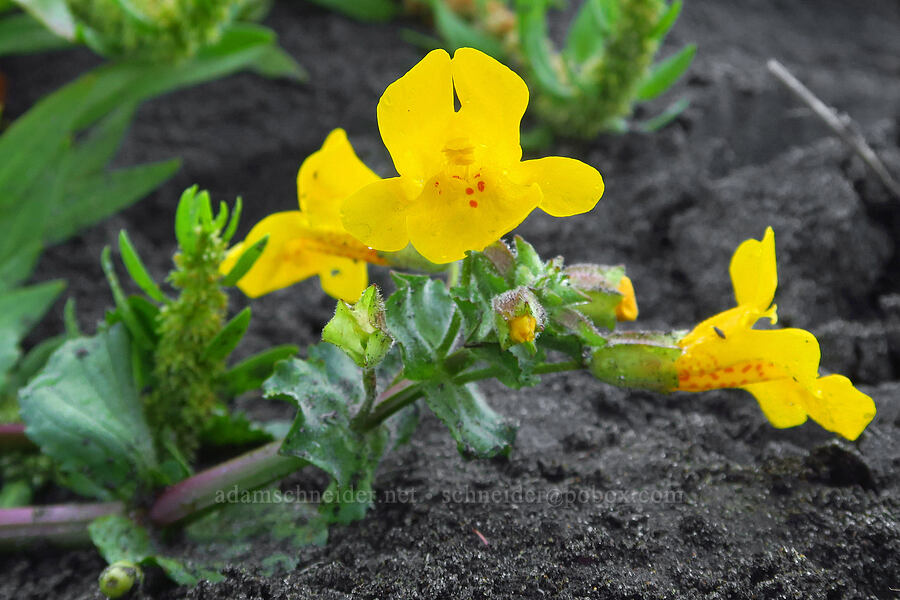 magnificent monkeyflower (Erythranthe grandis (Mimulus grandis)) [Road's End Beach, Lincoln City, Lincoln County, Oregon]