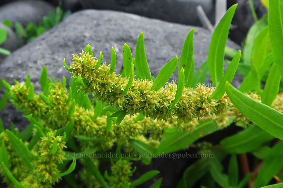 golden dock (Rumex fueginus (Rumex maritimus ssp. fueginus)) [Road's End Beach, Lincoln City, Lincoln County, Oregon]
